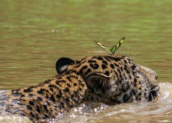 Amizade: onça-pintada é fotografada dando carona para borboleta no rio Madeira