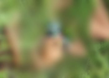 Jovem é amarrado, tem a cabeça coberta com a própria roupa e morto na zona Oeste de Manaus