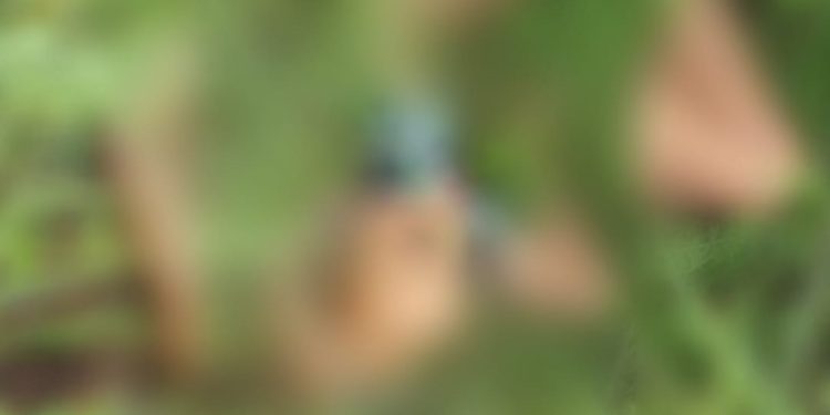 Jovem é amarrado, tem a cabeça coberta com a própria roupa e morto na zona Oeste de Manaus