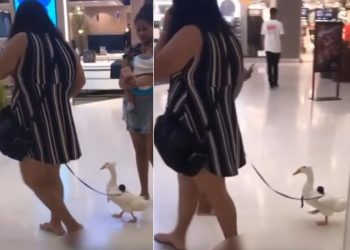 Vídeo: mulher em Manaus amarra pato na coleira e leva ao shopping para lacrar na rede social