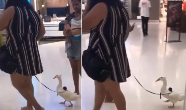 Vídeo: mulher em Manaus amarra pato na coleira e leva ao shopping para lacrar na rede social