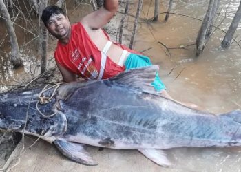 Pescadores fisgam Piraíba de 200 quilos na Amazônia