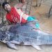 Pescadores fisgam Piraíba de 200 quilos na Amazônia