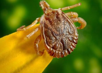 Primeira morte no mundo pelo vírus OZ é registrada no Japão