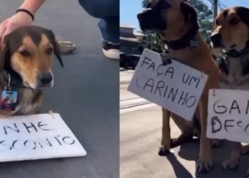 Vídeo: posto dá desconto a clientes que fizerem carinho nos cães na hora de abastecer