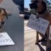 Vídeo: posto dá desconto a clientes que fizerem carinho nos cães na hora de abastecer