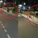 Alerta: bandidos ficam de ‘butuca’ atrás de empresa para atacar pedestres na Torquato Tapajós; vídeo