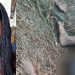 Mulher encontrada com olhos arrancados era venezuelana e suposta vítima de ‘fake news’