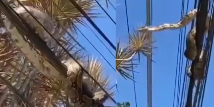Vídeo: moradores encontram jiboia enrolada na fiação elétrica e chamam os bombeiros