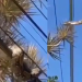 Vídeo: moradores encontram jiboia enrolada na fiação elétrica e chamam os bombeiros