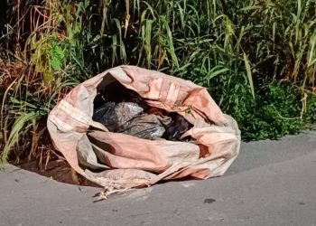 Vídeo: Cheio de tapurus, corpo de homem esquartejado é encontrado em saco em avenida de Manaus