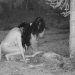 VEJA: Mulheres são flagradas comendo carcaça de animal morto durante ritual satânico