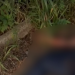 Vídeo: Motociclista morre todo dilacerado em grave acidente na BR-174, em Presidente Figueiredo