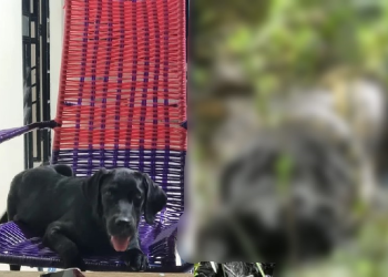 Cena forte: Labrador de 50 kg é atacado e morto por sucuri no igarapé Caranã