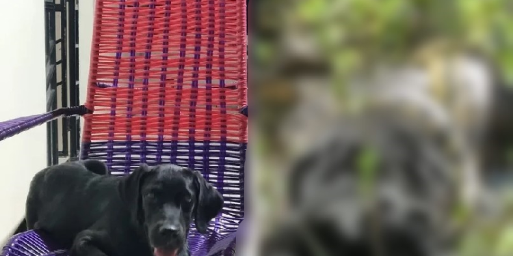 Cena forte: Labrador de 50 kg é atacado e morto por sucuri no igarapé Caranã
