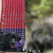 Cena forte: Labrador de 50 kg é atacado e morto por sucuri no igarapé Caranã