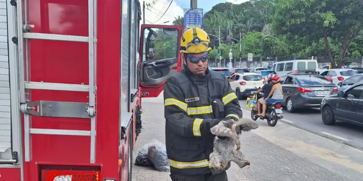 Vídeo: Com risco de vida, preguiça é resgatada ao se aproximar de fios de alta tensão em Manaus