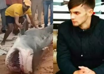 Vídeo: pescadores matam tubarão que comeu banhista na praia