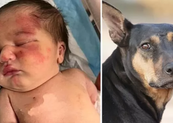 Vira-lata encontra bebê abandonada dentro de saco de lixo