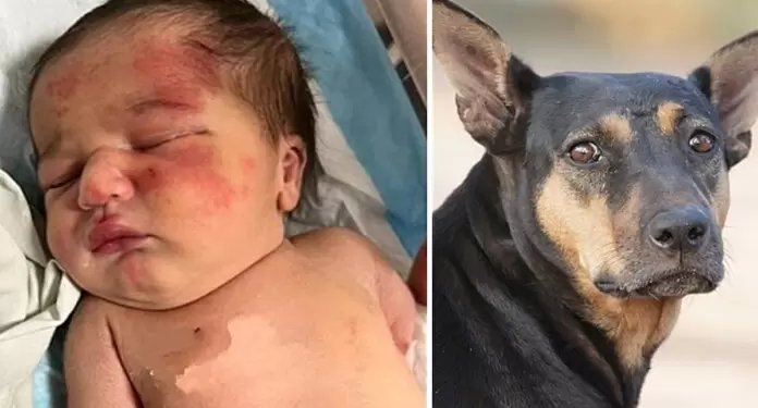 Vira-lata encontra bebê abandonada dentro de saco de lixo