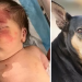 Vira-lata encontra bebê abandonada dentro de saco de lixo