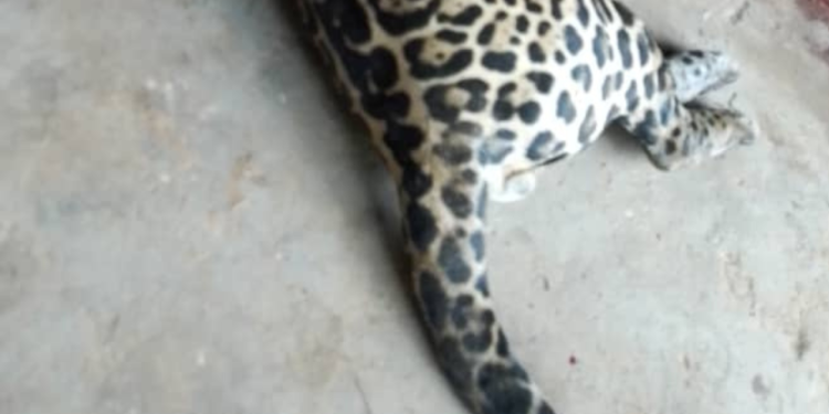 Imagens fortes: Onça ataca homem e acaba morta a pauladas e tiros