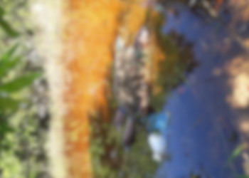 Irmãs trans de Parintins são presas acusadas de formar quadrilha de travestis assaltantes