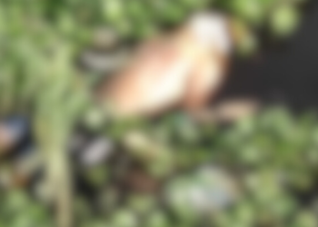 Pelo segundo dia consecutivo, corpo é encontrado em igarapé do São Raimundo