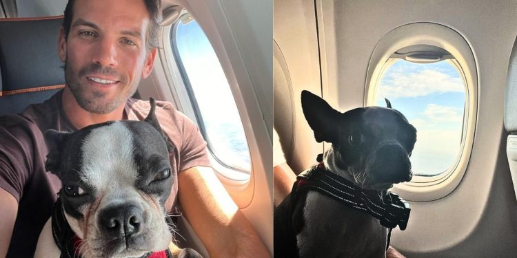 Gol é condenada e passageiro ganha direito definitivo de viajar com cão de apoio emocional na cabine de avião