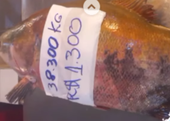 Em Manaus, tambaqui é vendido por mais de mil reais; veja