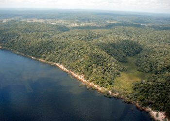 Amazonas reduz desmatamento em 55% no primeiro semestre de 2023