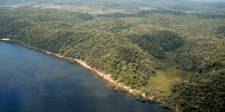 Amazonas reduz desmatamento em 55% no primeiro semestre de 2023