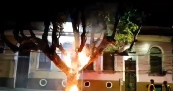 Vídeo mostra árvore histórica do Centro de Manaus pegando fogo na Ferreira Pena