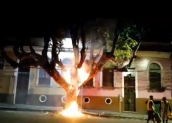 Semmas afirma que árvore histórica incendiada no Centro será monitorada