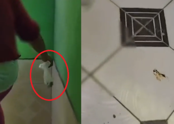 Fedeu: mulher joga saco de m3rda na casa da vizinha e confusão vira caso de polícia; vídeo