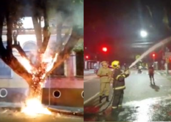 Mulher vai à delegacia e diz que foi responsável por incêndio em árvore no Centro de Manaus