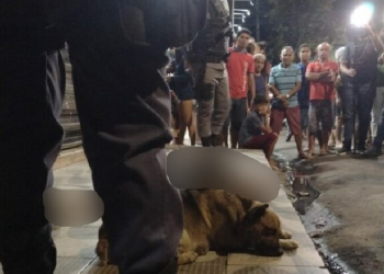 Vídeo: Amigo fiel, cachorro fica ao lado de homem assassinado a facadas em Manaus