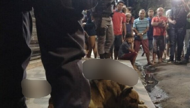 Vídeo: Amigo fiel, cachorro fica ao lado de homem assassinado a facadas em Manaus