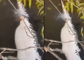 Vídeo: pescadores filmam cardume de piranhas devorando jacaré no igarapé