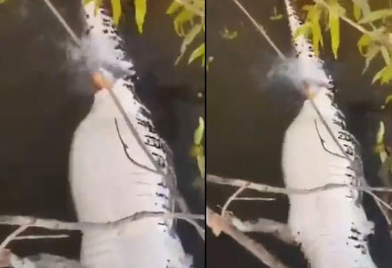 Vídeo: pescadores filmam cardume de piranhas devorando jacaré no igarapé