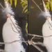 Vídeo: pescadores filmam cardume de piranhas devorando jacaré no igarapé