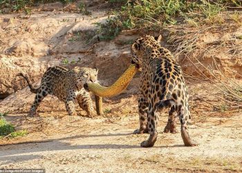 Pelo segundo dia consecutivo, corpo é encontrado em igarapé do São Raimundo