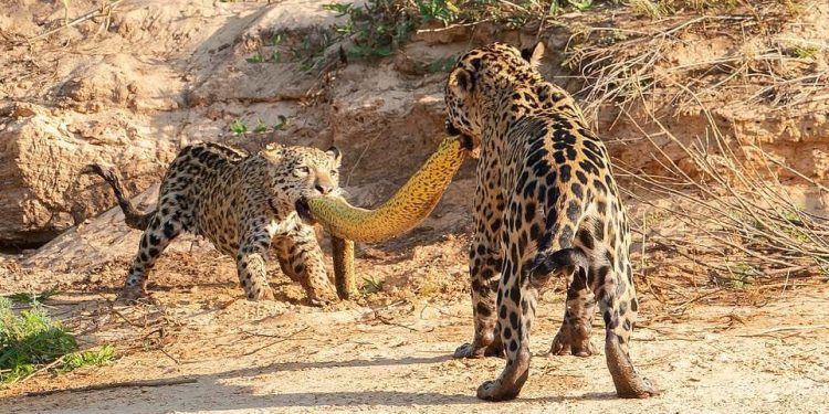 Pelo segundo dia consecutivo, corpo é encontrado em igarapé do São Raimundo
