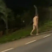 Pelo segundo dia consecutivo, corpo é encontrado em igarapé do São Raimundo
