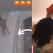Mulher é esfaqueada por pedinte dentro do shopping Ponta Negra: ‘Quase matou minha irmã’, diz homem