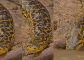 Vídeos: biólogo flagra raríssima anaconda com “pele de onça” entrando no rio