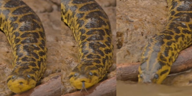 Vídeos: biólogo flagra raríssima anaconda com “pele de onça” entrando no rio