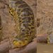 Vídeos: biólogo flagra raríssima anaconda com “pele de onça” entrando no rio