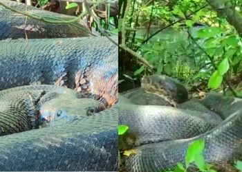 Vídeo: sucuri de 7 metros toma sol à beira de rio: ‘medo não tenho, mas sim respeito’