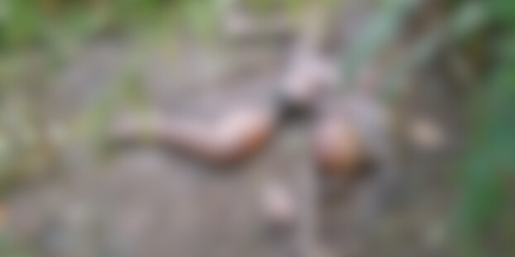 Em estado cadavérico corpo é encontrado no Amazonas